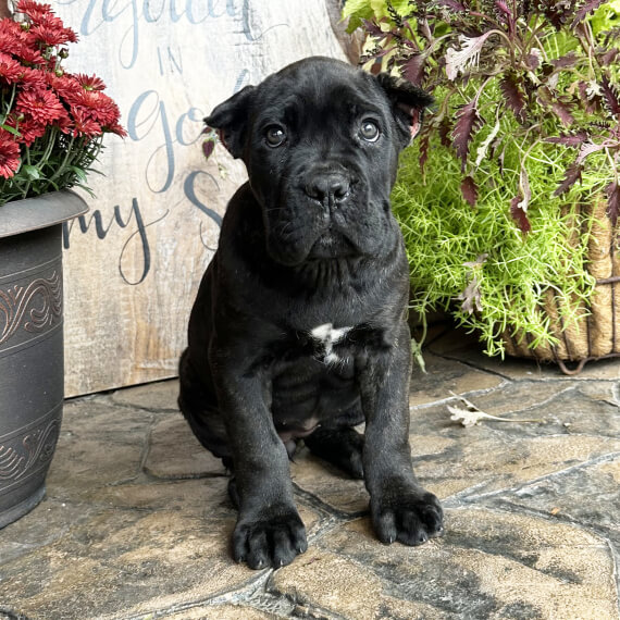  1 Doni male puppy For Sale 