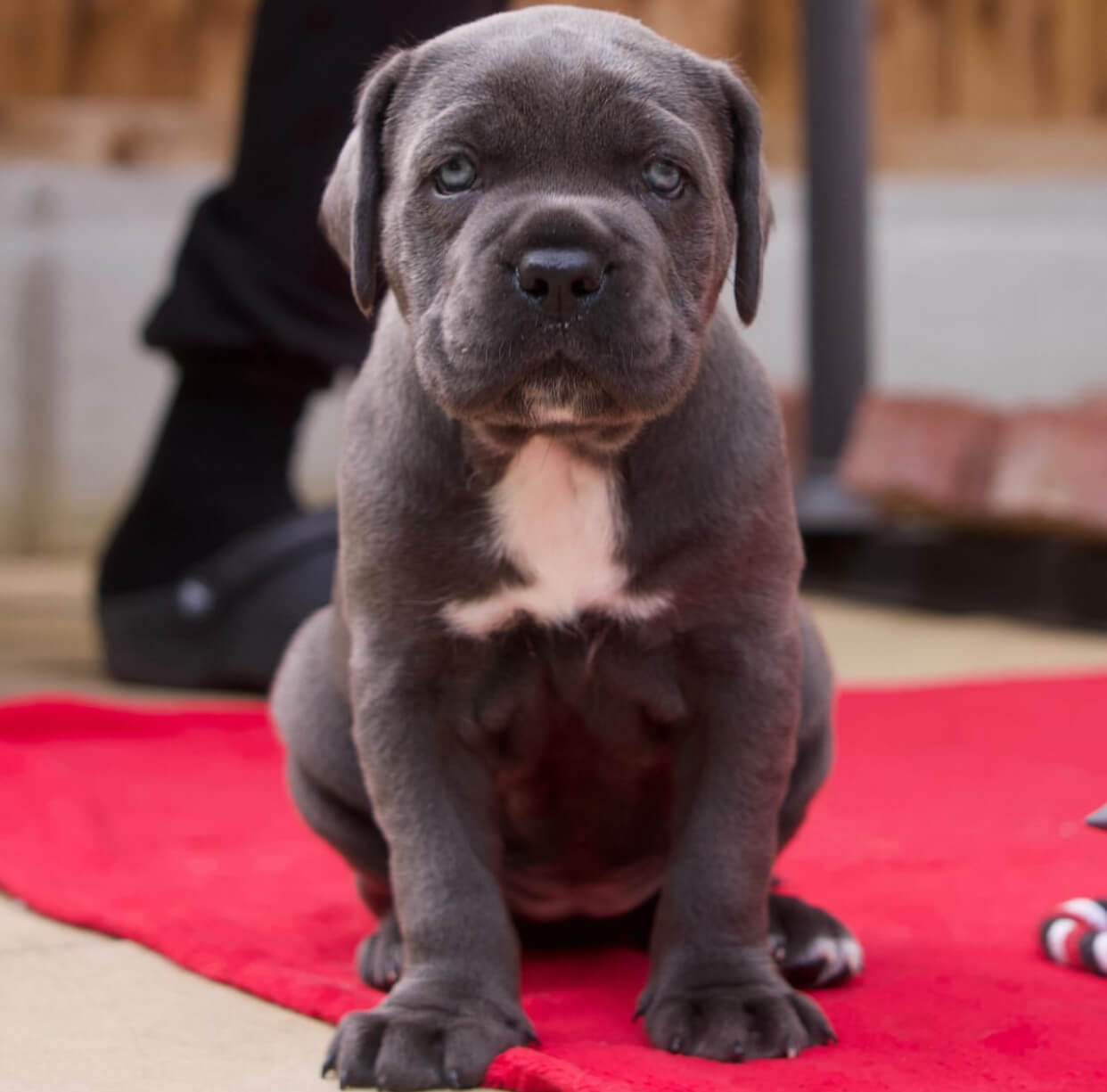  2 Sean male puppy For Sale 